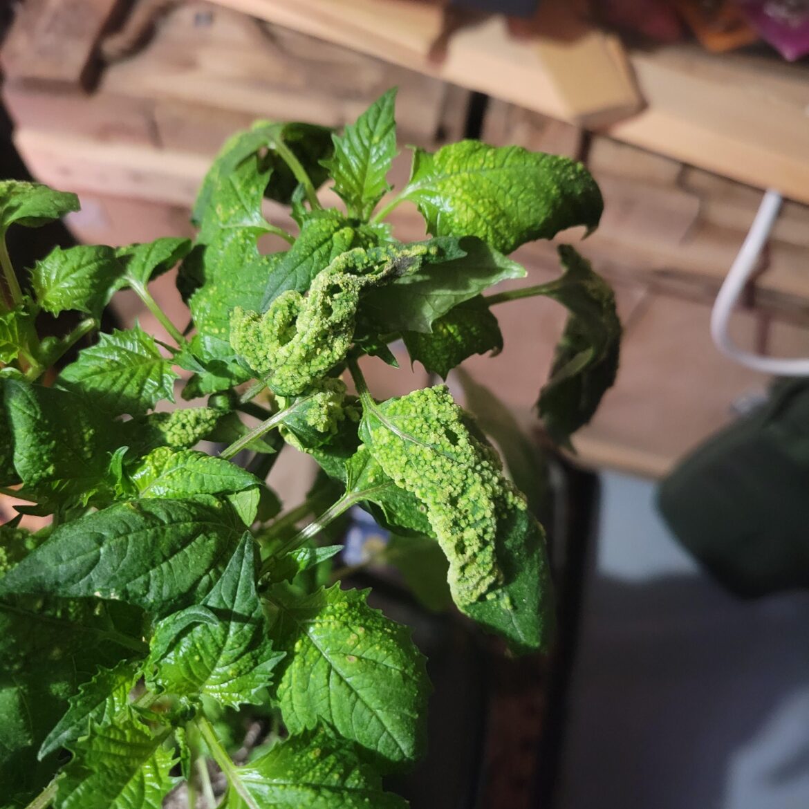 Tomatillo start has this..... virus? What is?