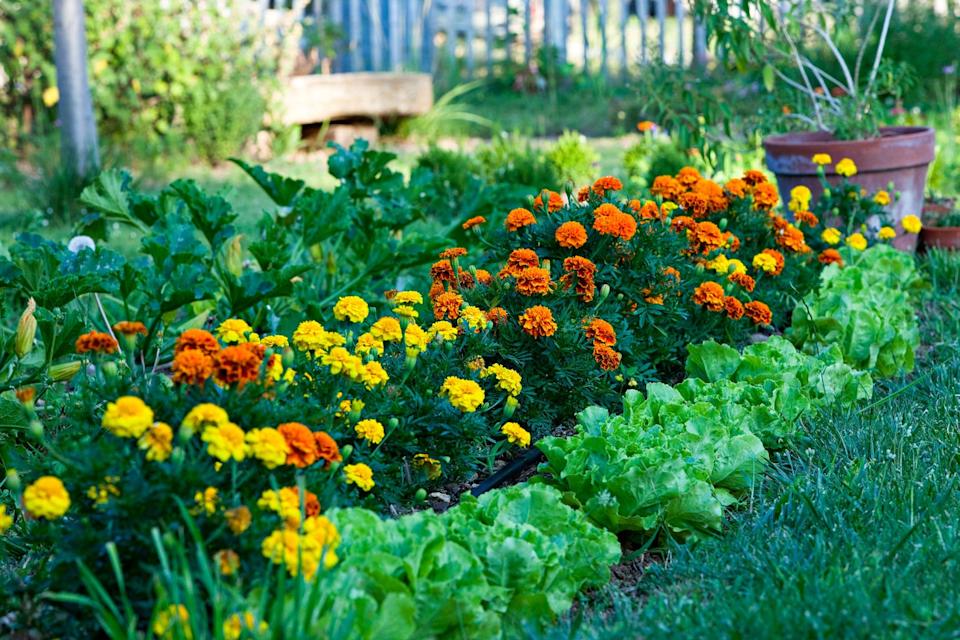 if you plant only one annual marigold