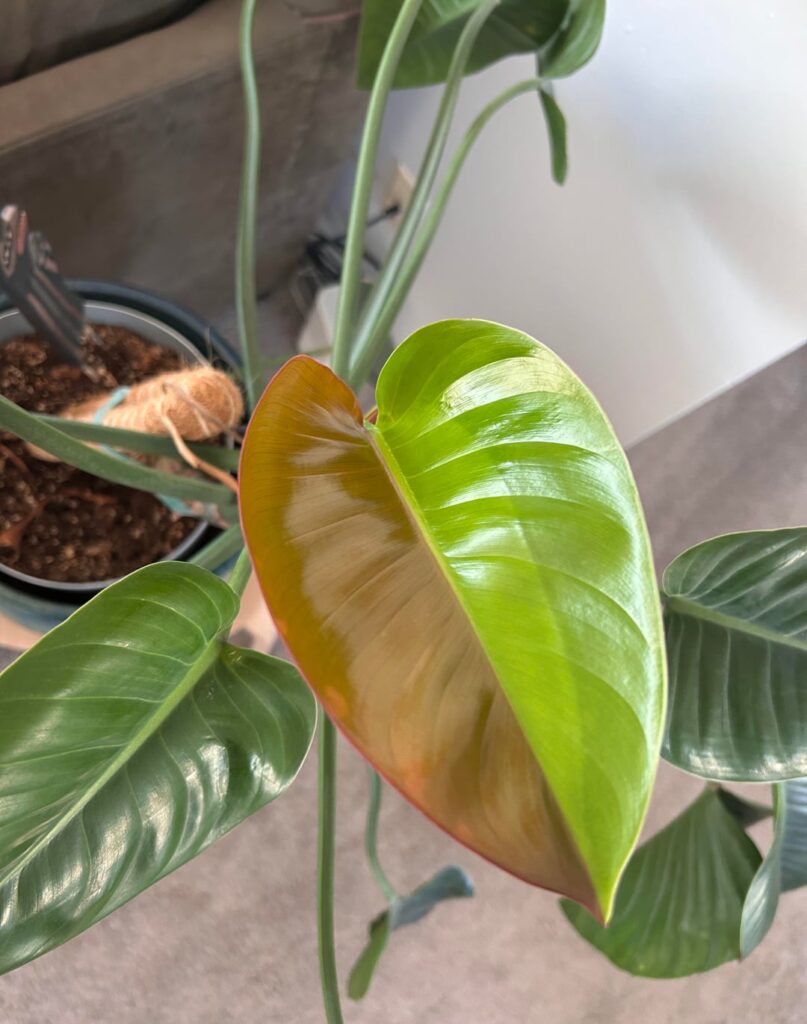 Half moon red leaf?