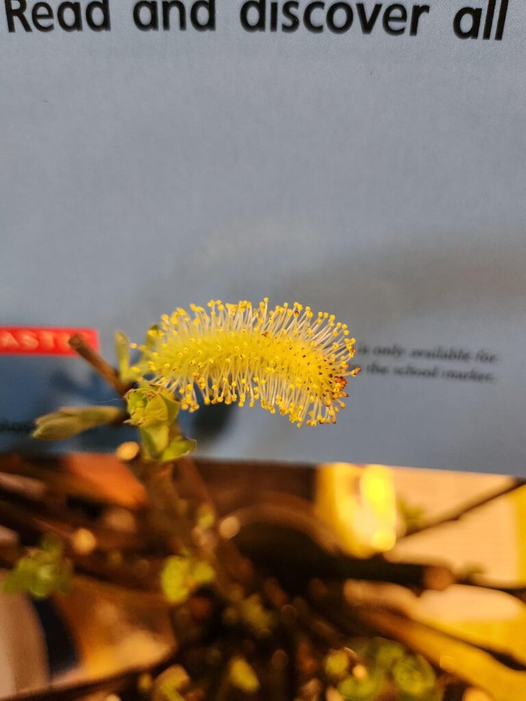 Willow sexing catkin help Willow sexing catkin help
