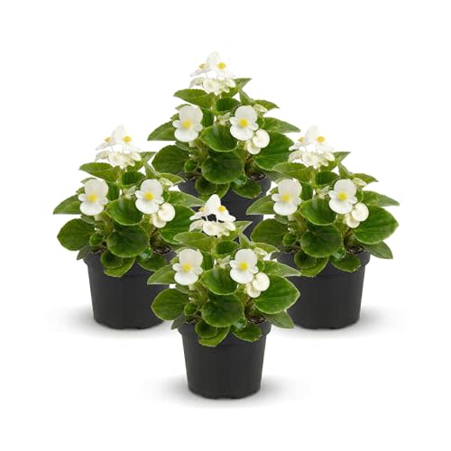 Live Begonia - Green Leaf Ambassador White (4 Per Pack), Beautiful Shade Annual, Ships 8