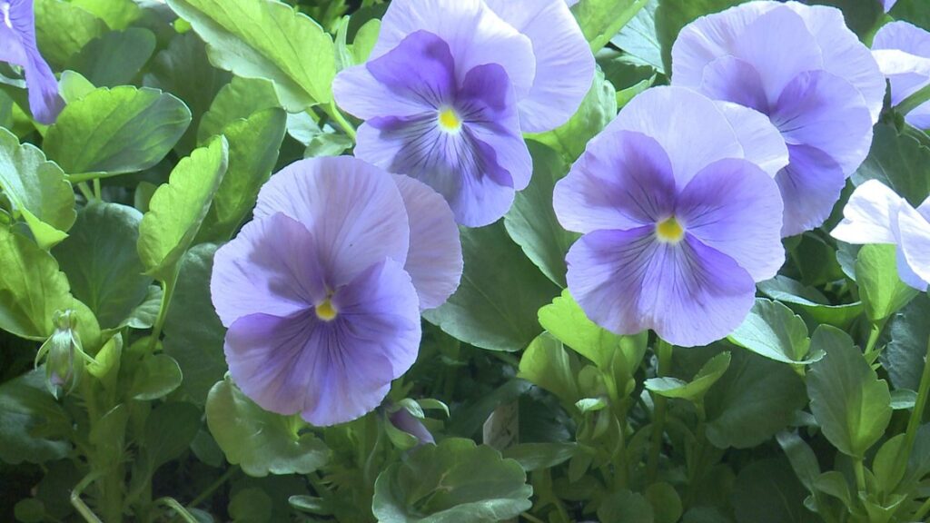 Why waiting until Mother's Day to start planting is bad gardening advice