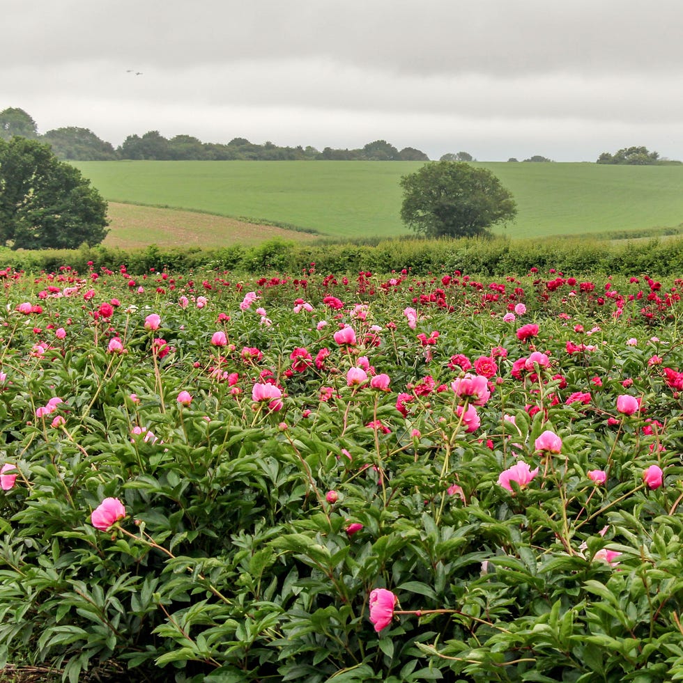Landscape with pink peonies in summer time landscape with pink peonies in summer time