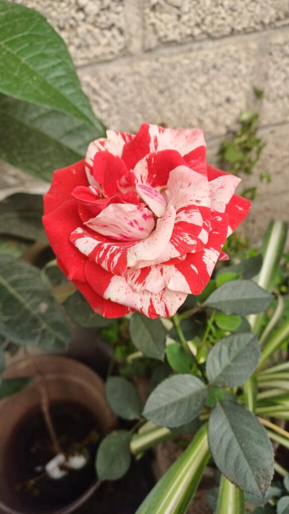 Mis Rosas