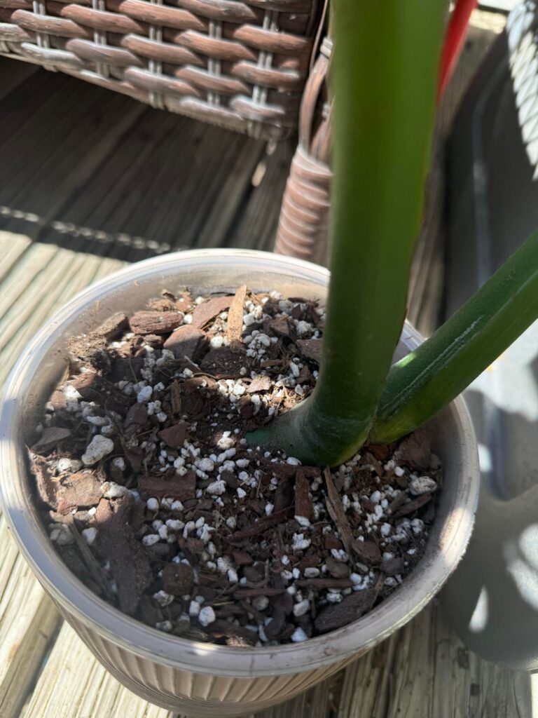 Is it potted properly?