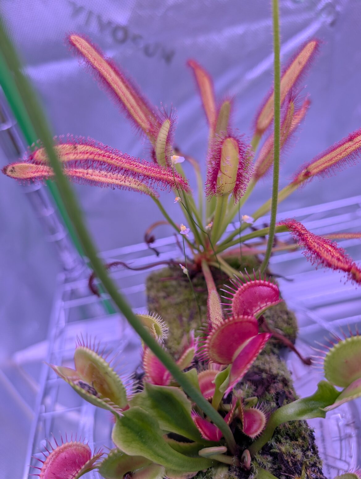 Are these utricularia?