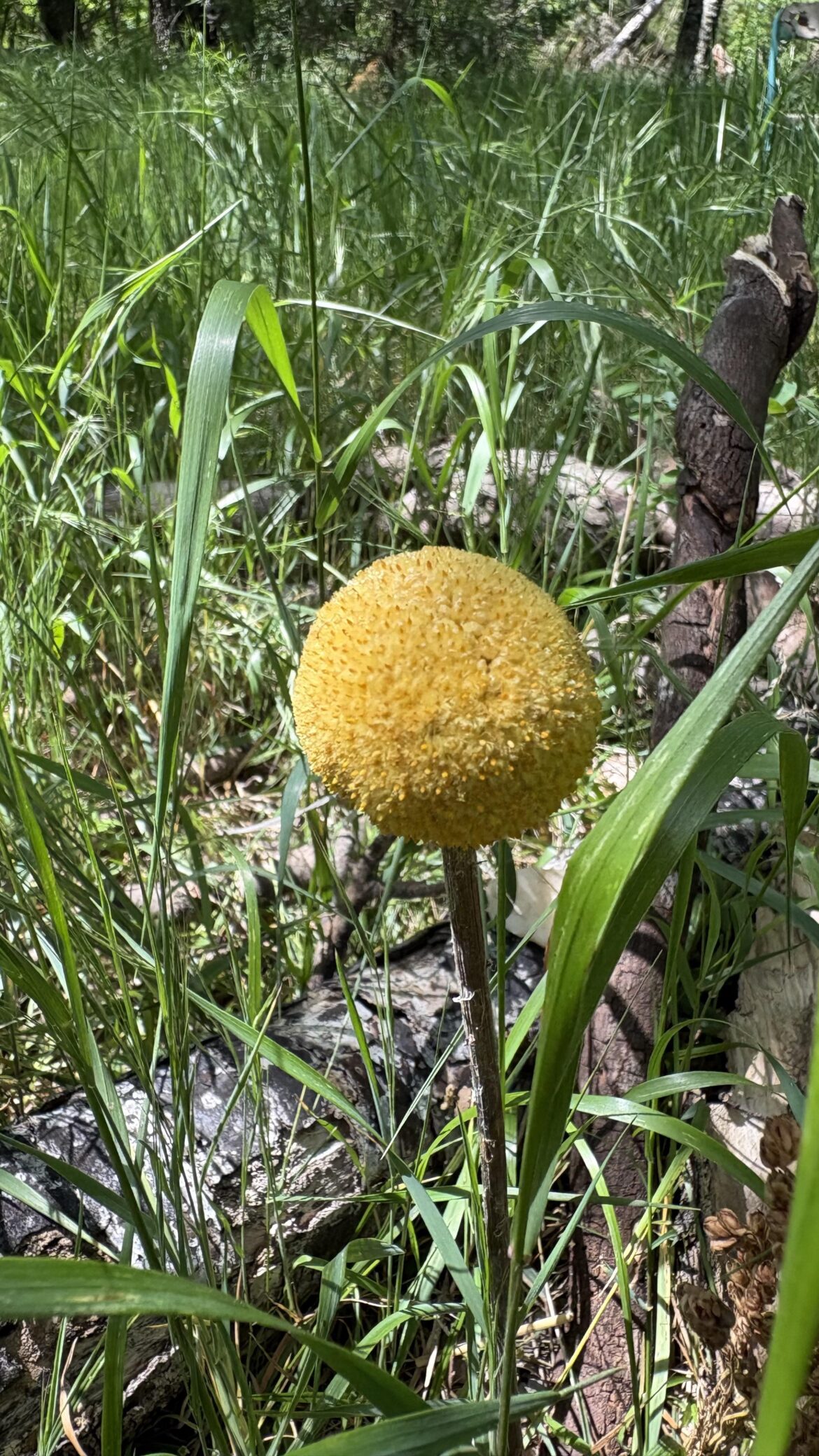 Found while hiking in Oklahoma - what is this ??