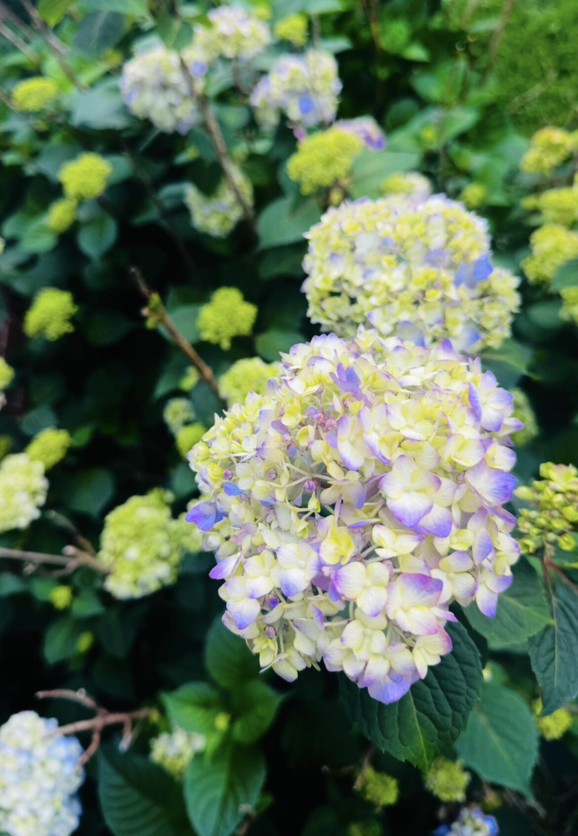 Spring Hydrangeas
