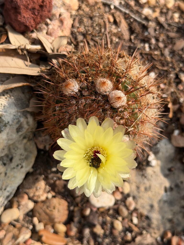Pediocactus simpsonii blooming in yellow