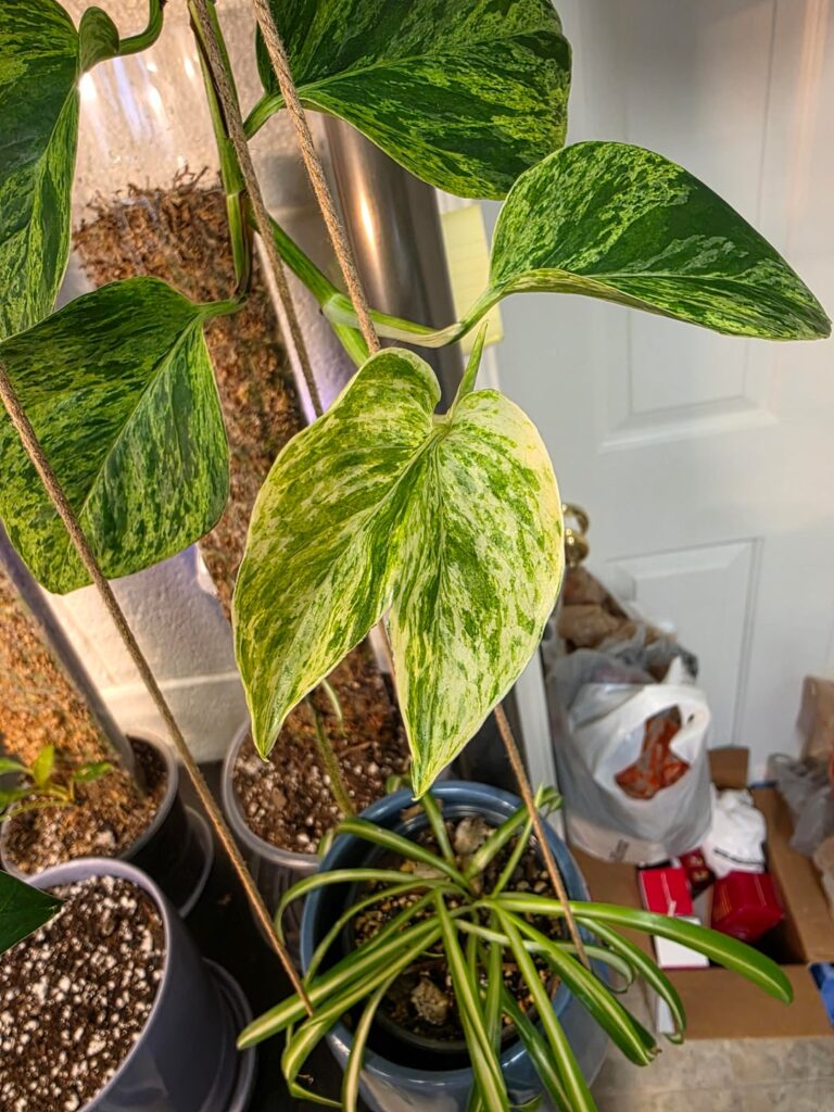 Double leaf?