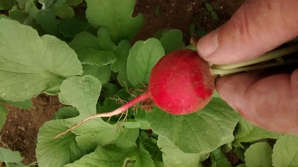Begin harvesting your spring grown radishes as soon as they reach a usable size.