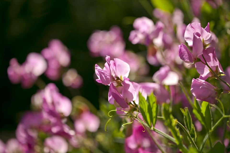 close up of sweet pea plants lathyrus odoratus in flower in a garden