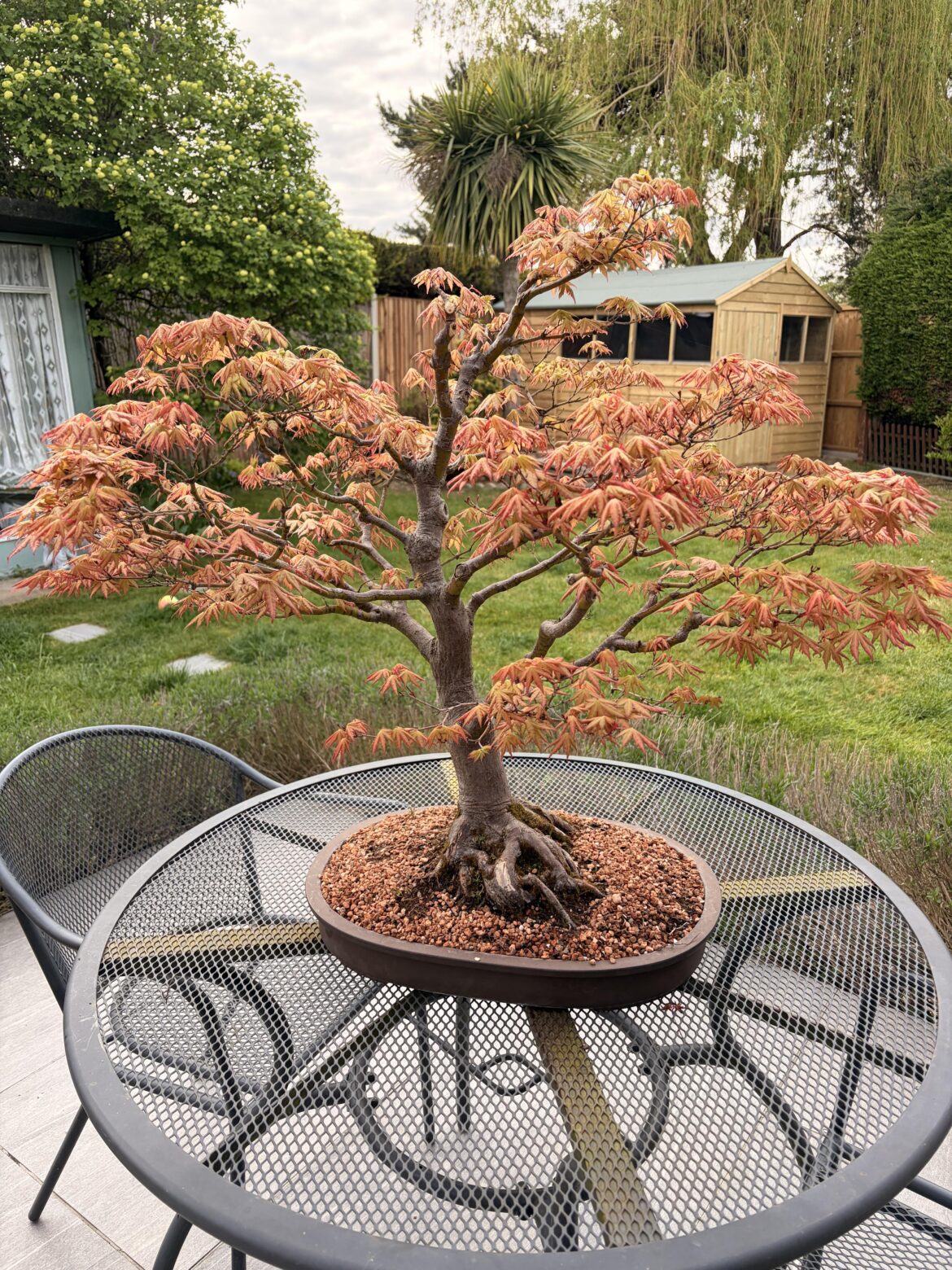 One of my Japanese Maples