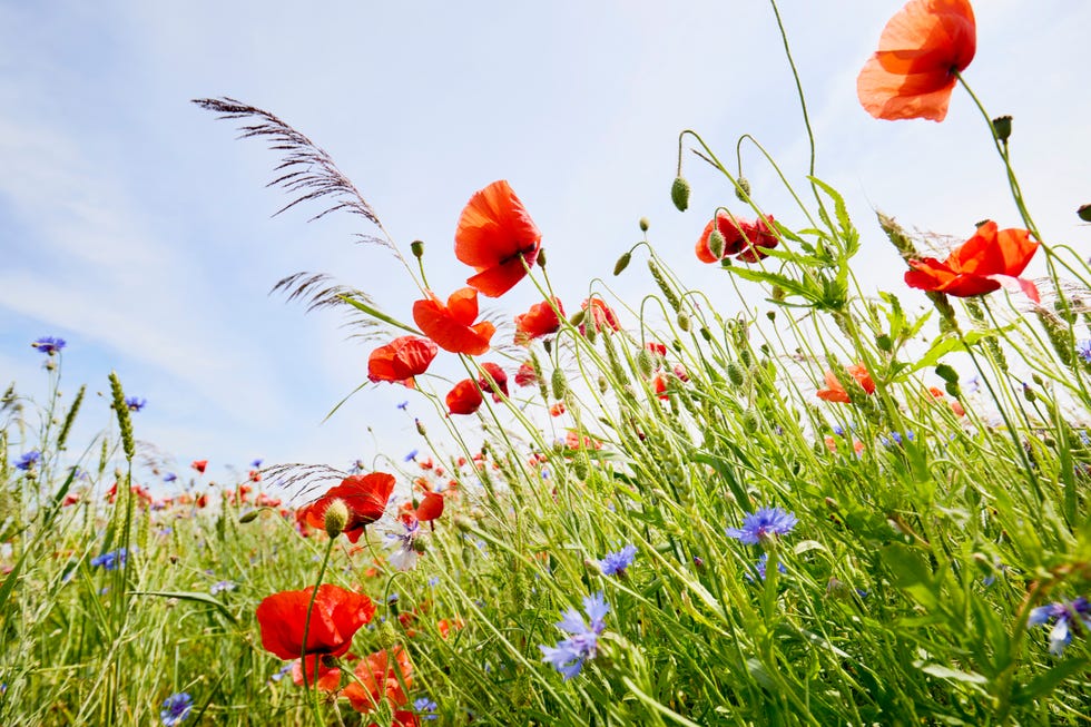 Low angle view of red poppies and cornflowers on meadow against sky Low angle view of red poppies and cornflowers on meadow against sky