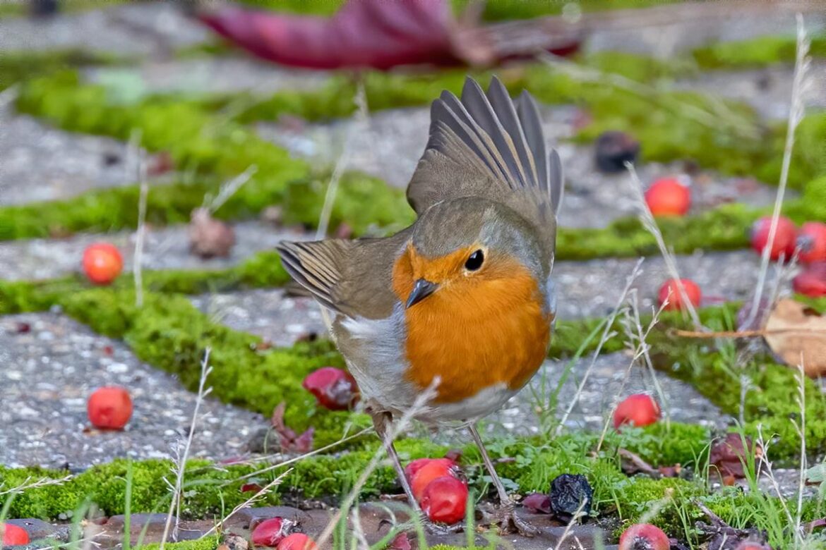 Devon gardeners urged to support wildlife during National Gardening Week Devon gardeners urged to support wildlife during National Gardening Week