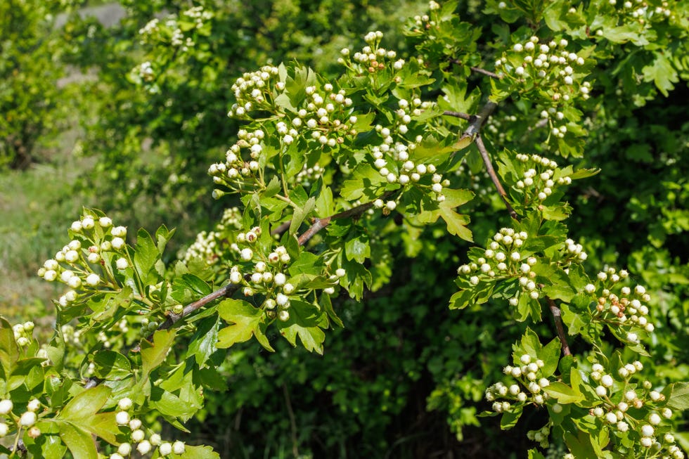 close up of crataegus monogyna branches with clusters of white flower buds preparing to bloom, surrounded by vibrant green leaves.