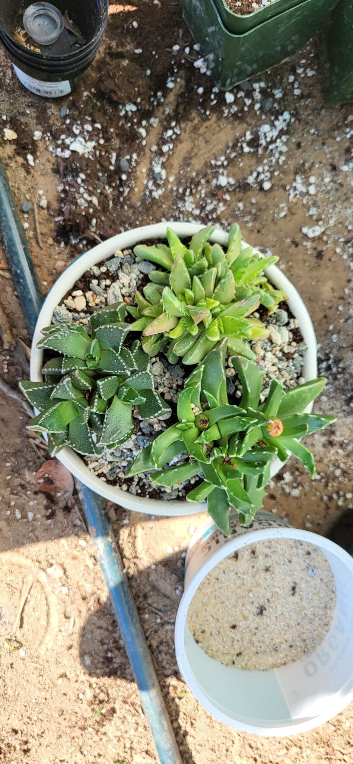 Faucaria ID
