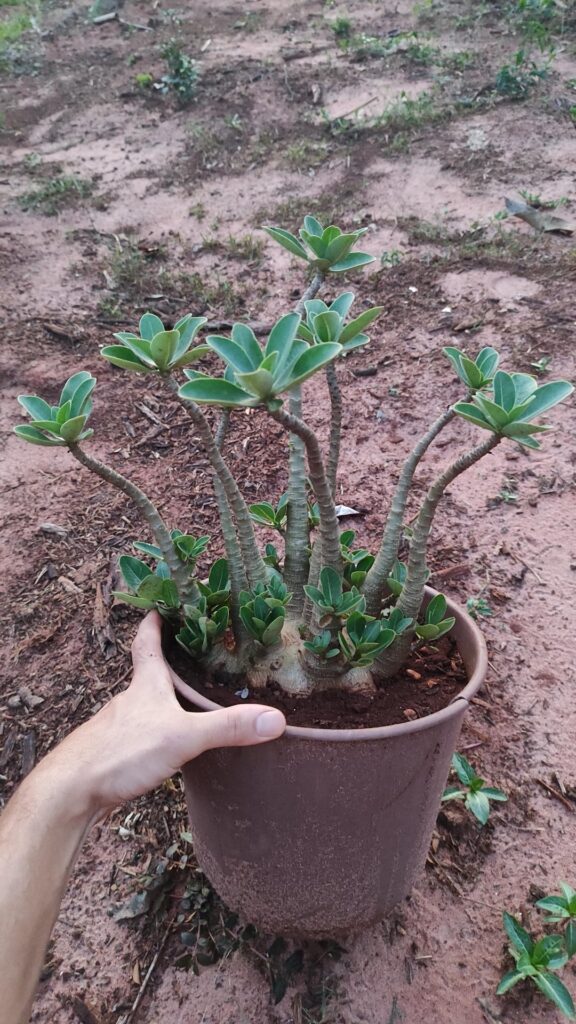Poda?