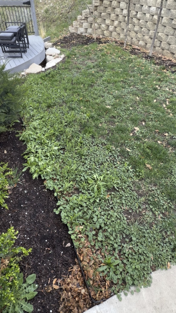 Start over with new sod? Or treat treat current lawn Start over with new sod? Or treat treat current lawn