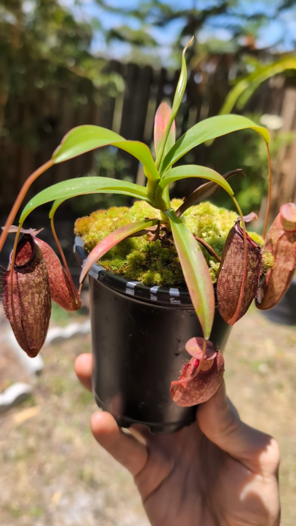 Nepenthes Thorellii x Aristolochioides