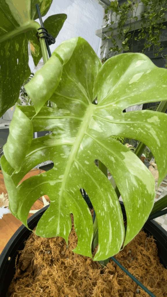 Baby leaf