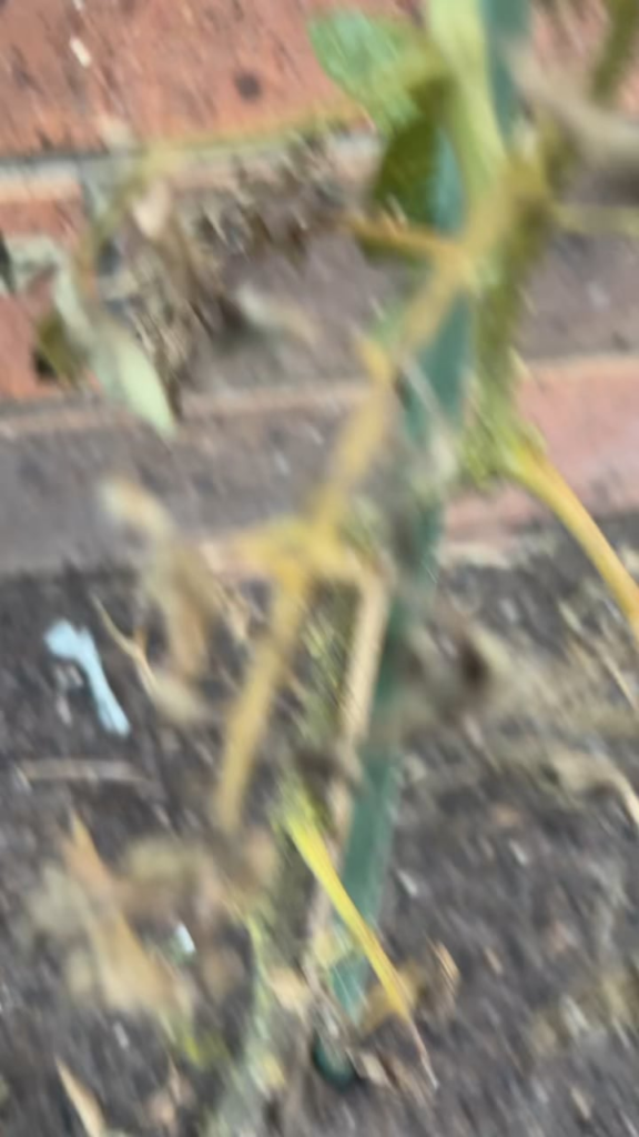 What is wrong with my friends tomato plant?