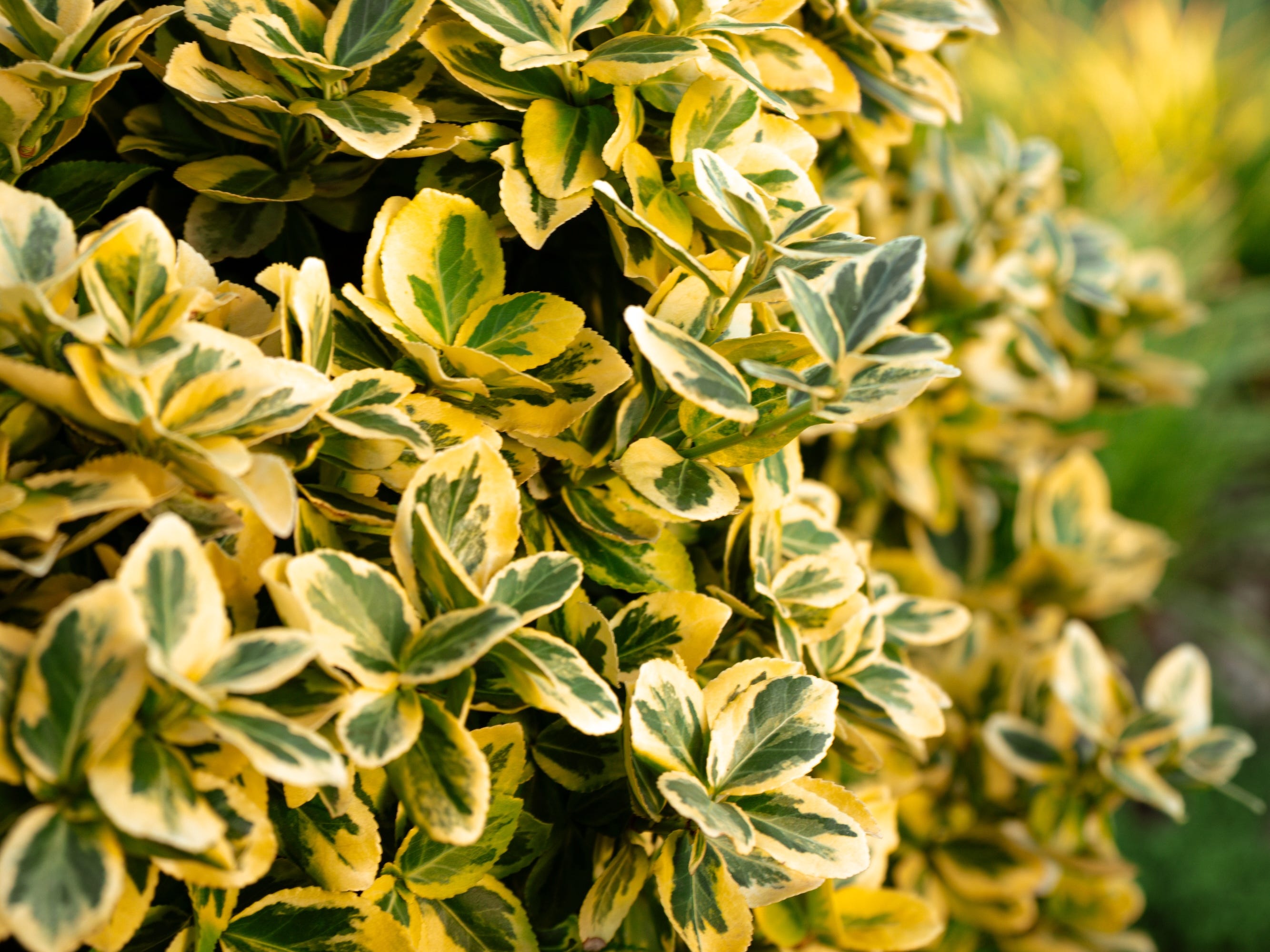 shrubs that thrive in pots