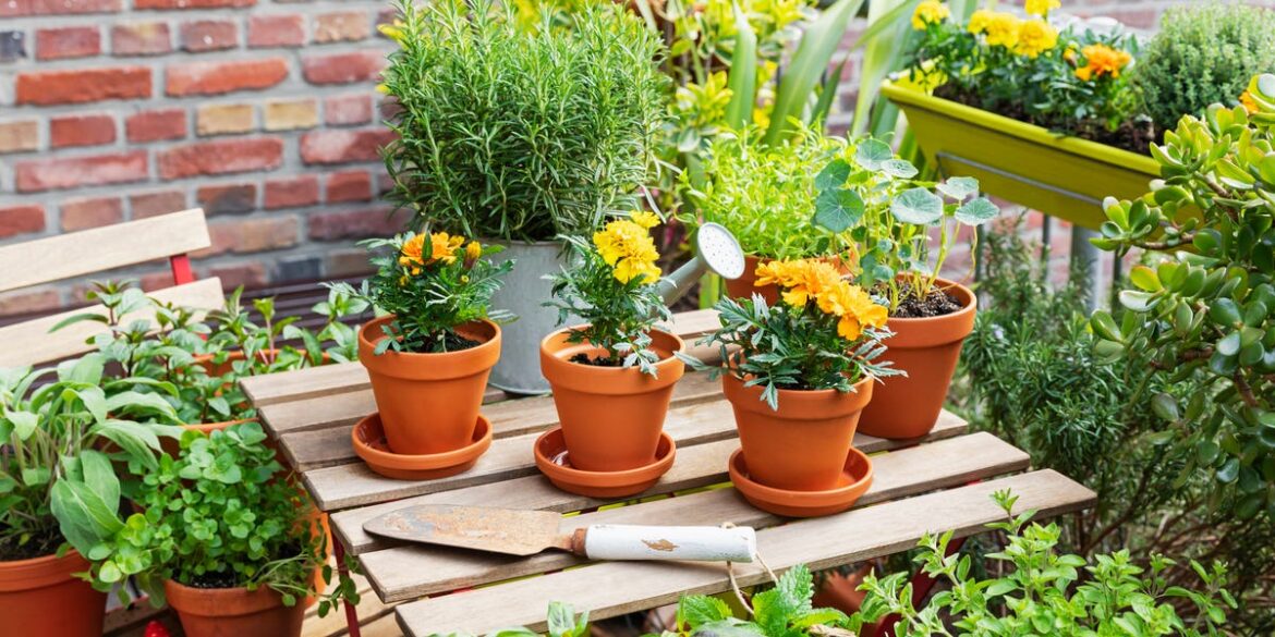 How to Grow and Care for Marigolds How to Grow and Care for Marigolds