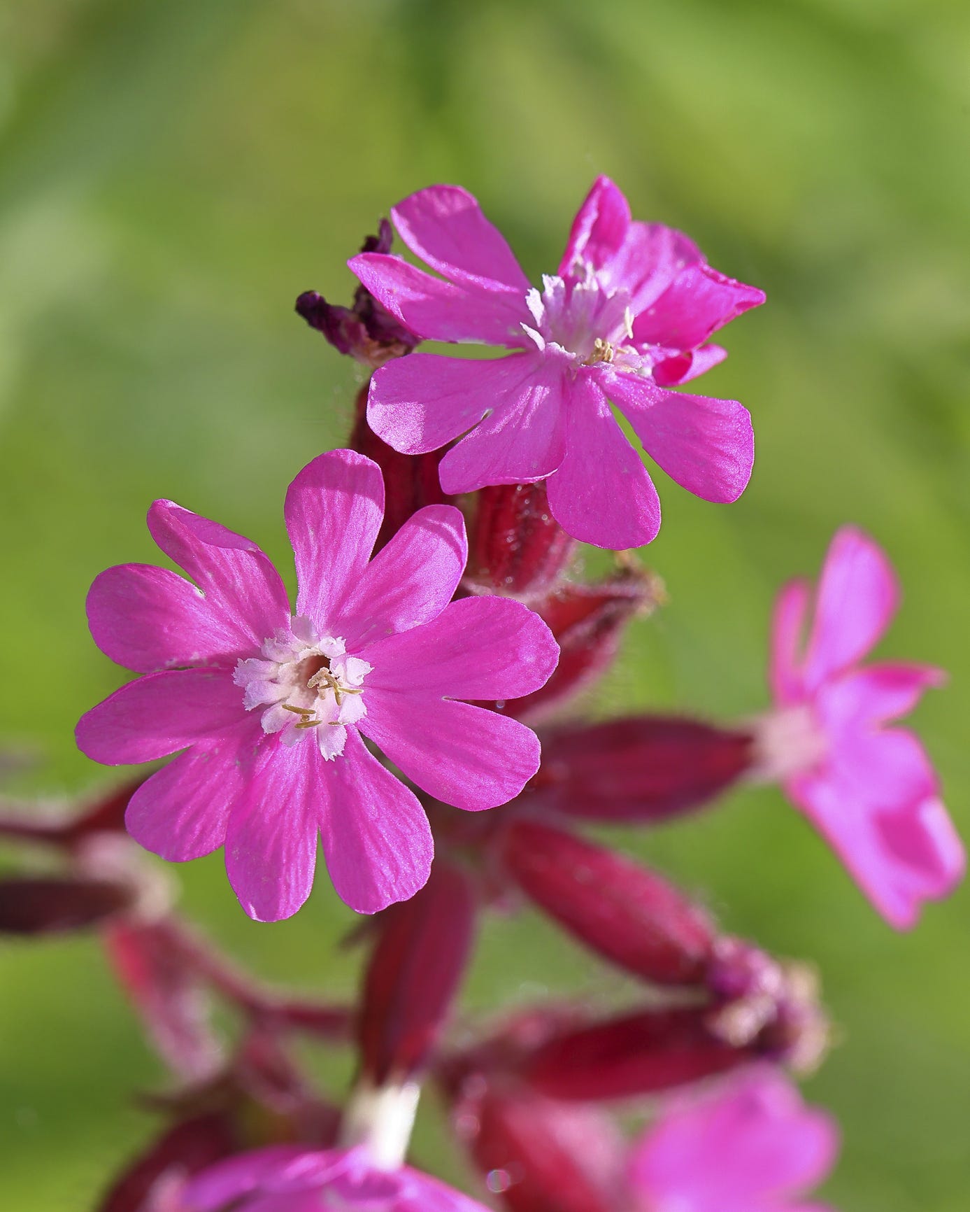 pink wildflowers with slender green stems in a blurred background