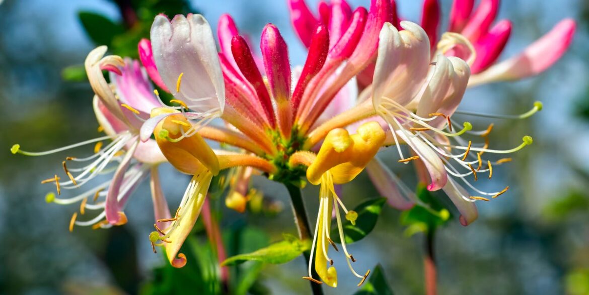 7 Climbing Plants That Thrive in Shade, Even in the Darkest Corners 7 Climbing Plants That Thrive in Shade, Even in the Darkest Corners