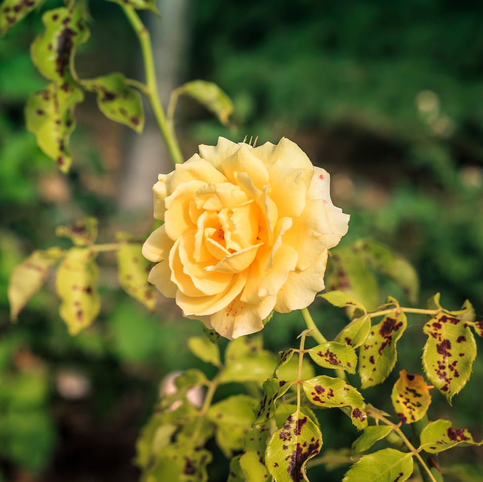 green background with beauty yellow rose and leaves with black spots