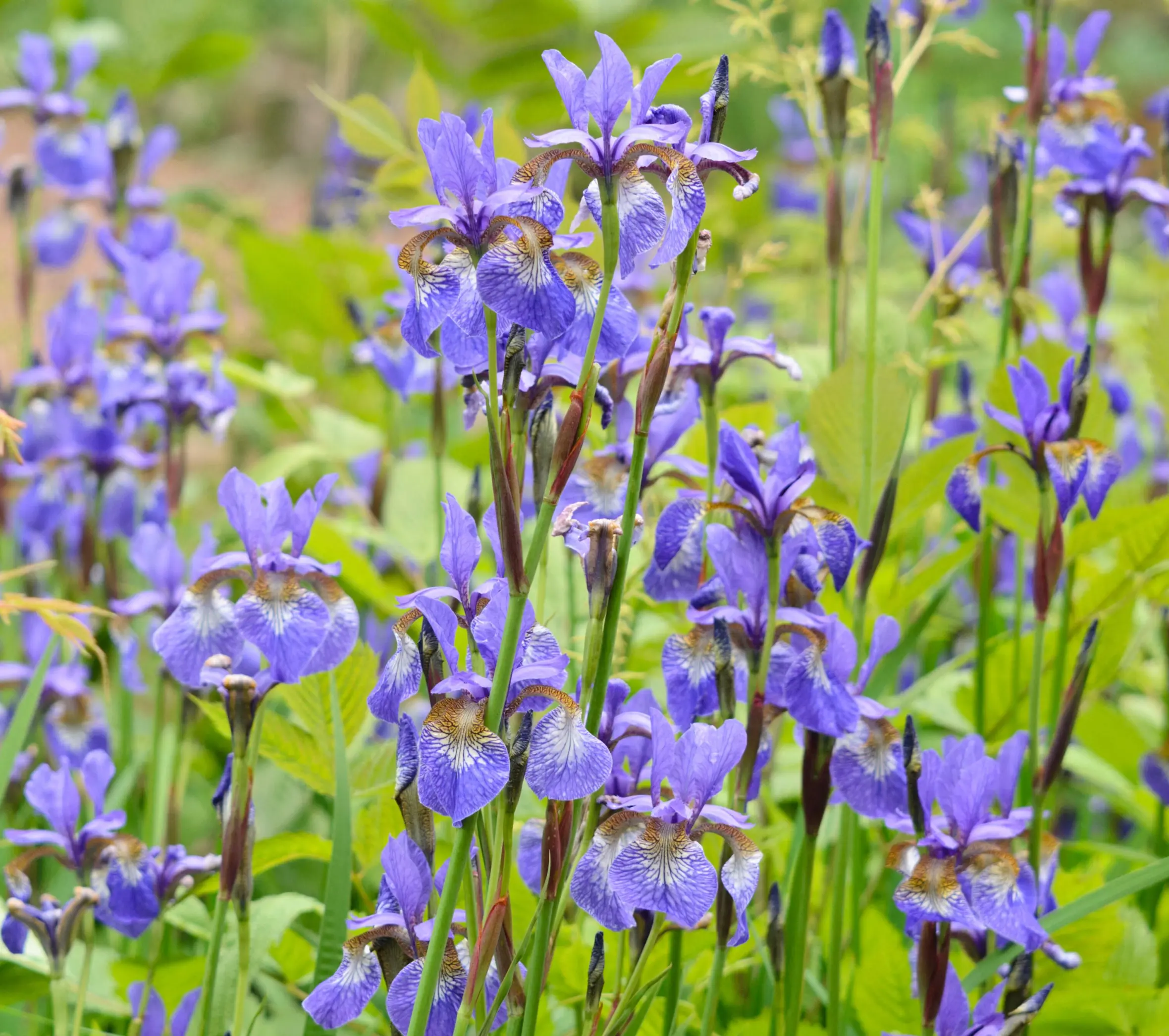 Siberian iris flowers (Iris sibirica) with deep purple petals and distinctive brown and white markings at their centers, growing among green leaves.