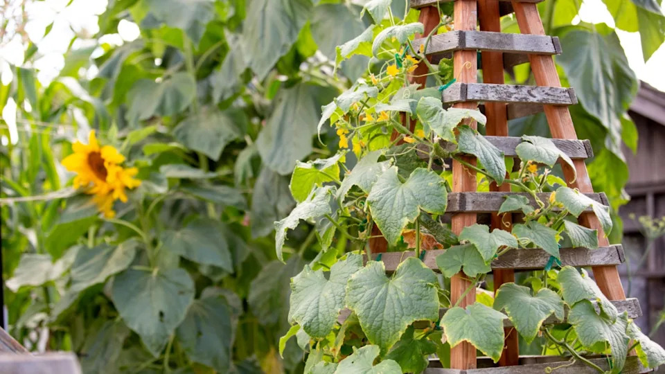 A view of a rustic farm country garden landscape of sunflowers, trellis, and climbing ivy.