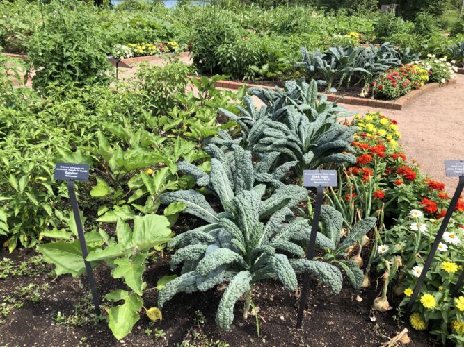Dakota Gardener: Victory gardens are trending in 2026 | News, Sports, Jobs Dakota Gardener: Victory gardens are trending in 2026 | News, Sports, Jobs