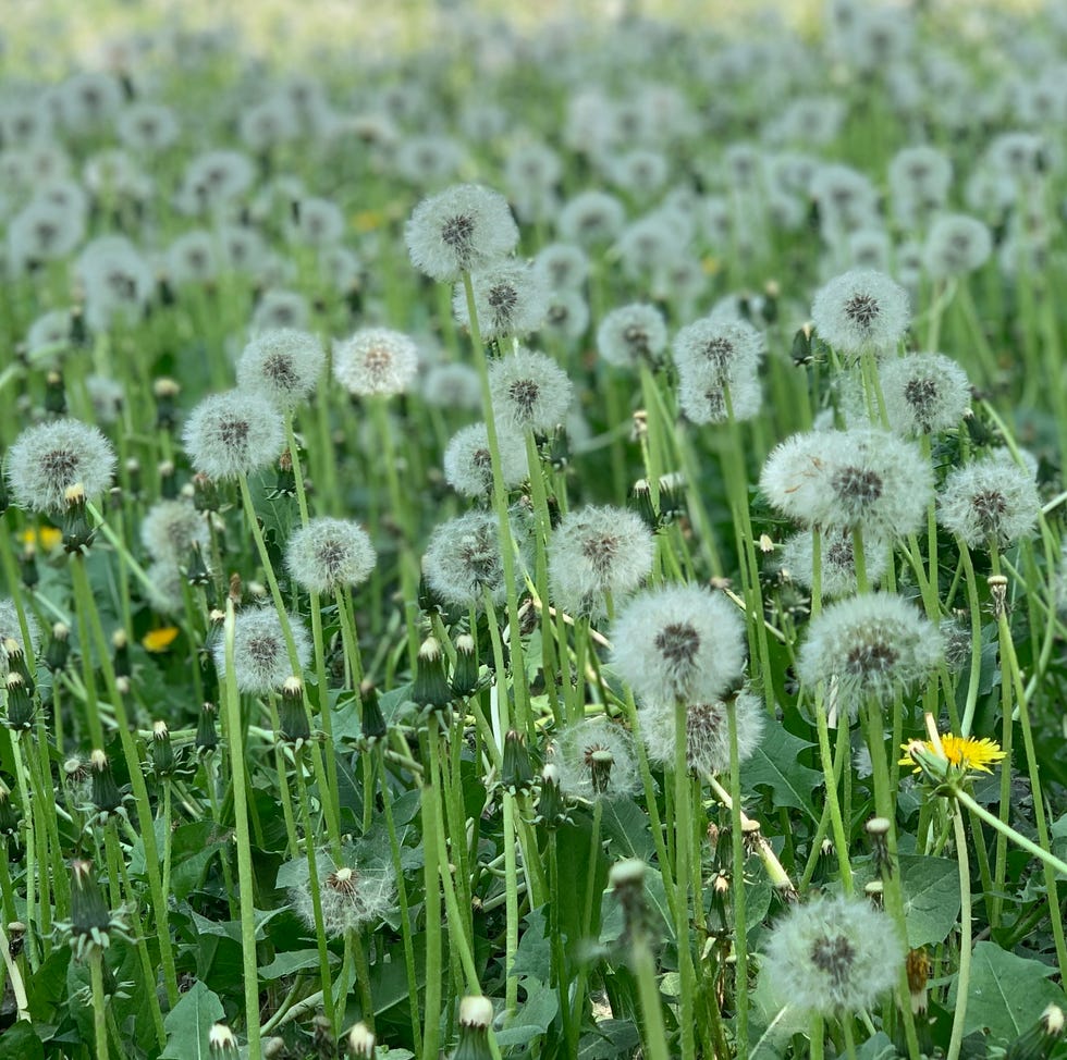 Close-up of flowering plants on field close up of flowering plants on field