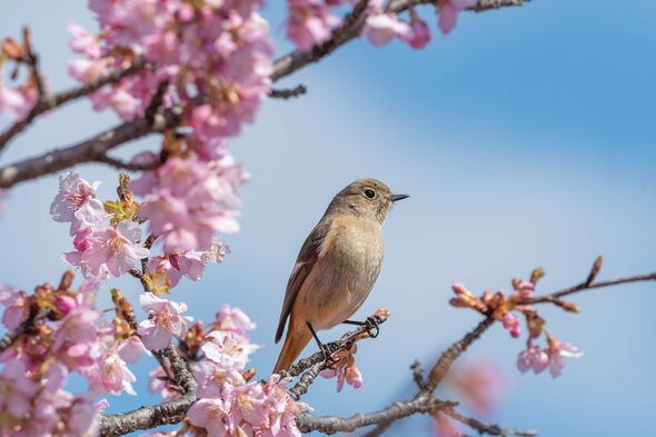 Daurian Redstart Perched on Cherry Blossoms Daurian Redstart Perched on Cherry Blossoms