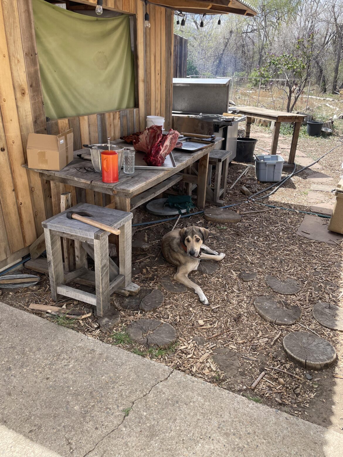 A true livestock guardian, to the very end!