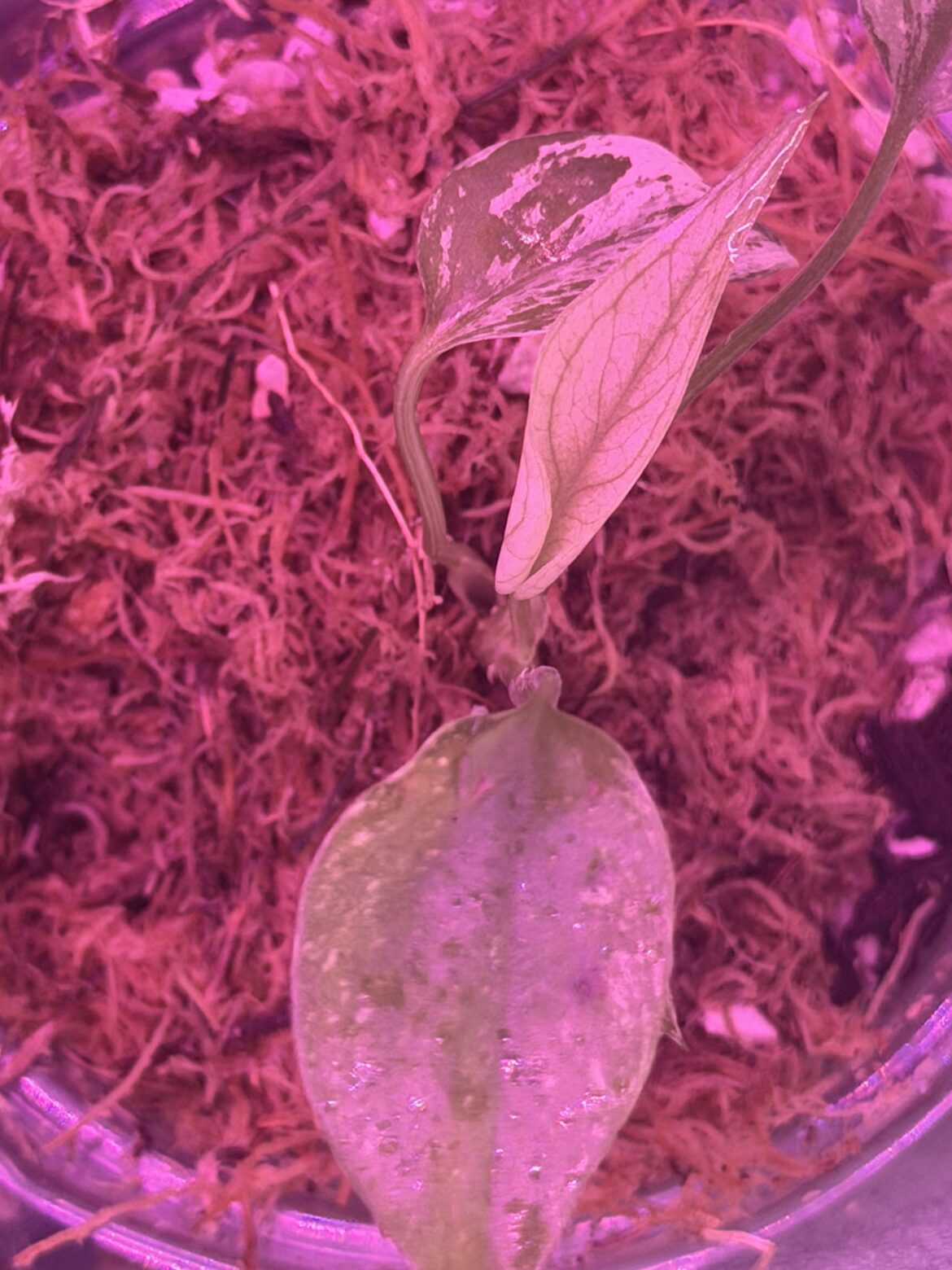 MINT cutting monstera new leaf