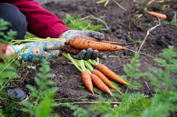 Daytime carrot harvesting in garden Daytime carrot harvesting in garden