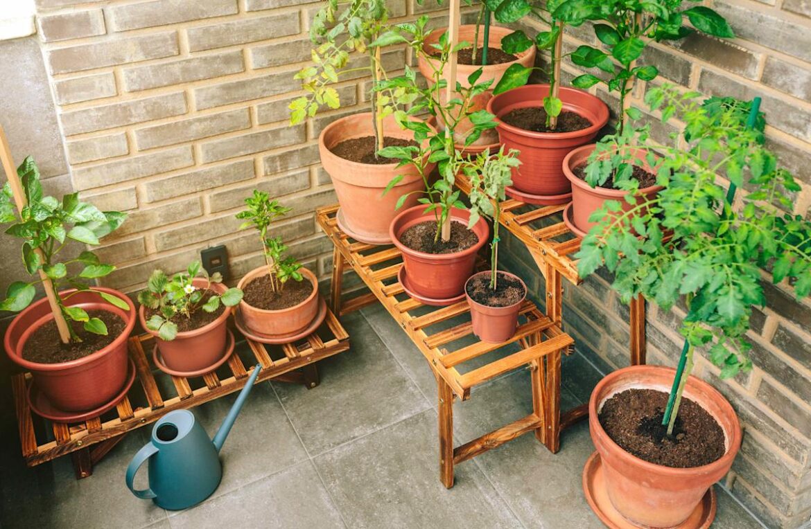 8 Patio-Friendly Fruits and Vegetables That Thrive in Pots and Containers 8 Patio-Friendly Fruits and Vegetables That Thrive in Pots and Containers