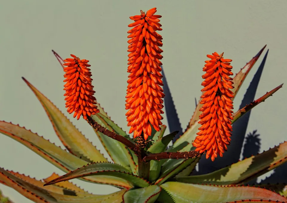 blooming aloe plant against a wall