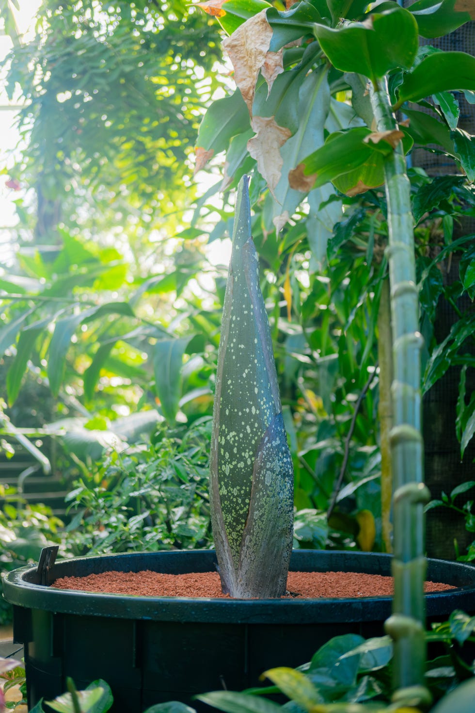 a tall pointed plant growing in a pot surrounded by lush greenery