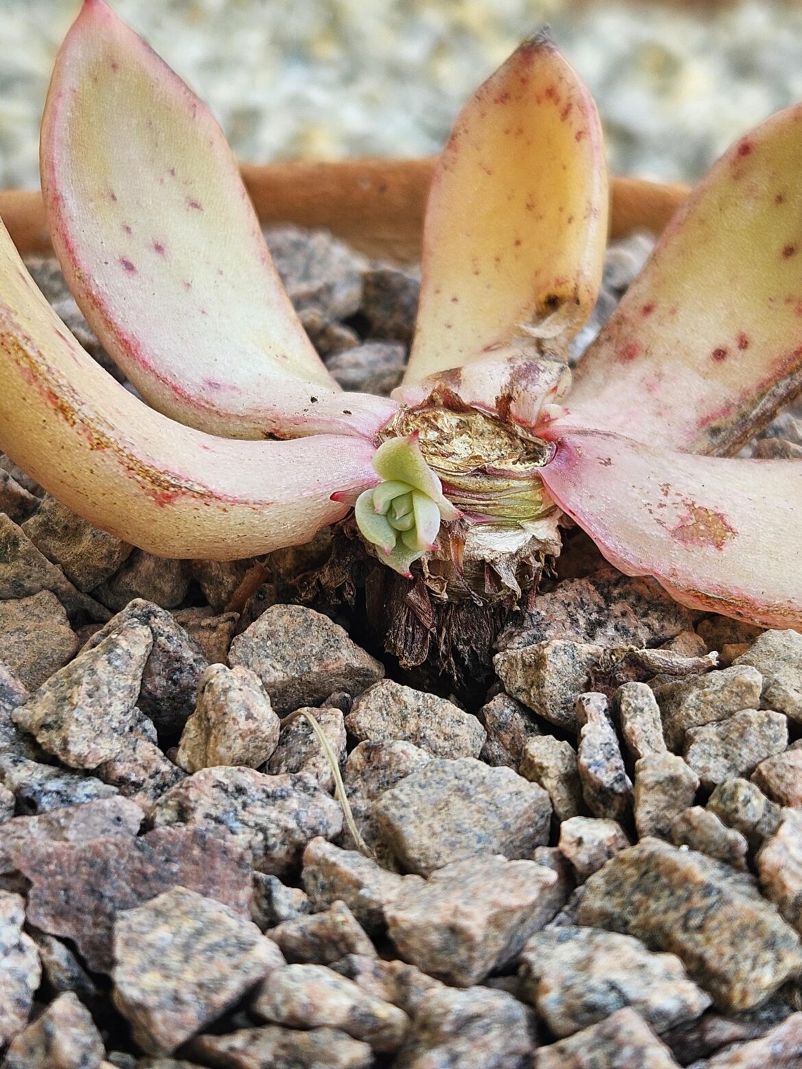 Do rotting plants grow offshoots?