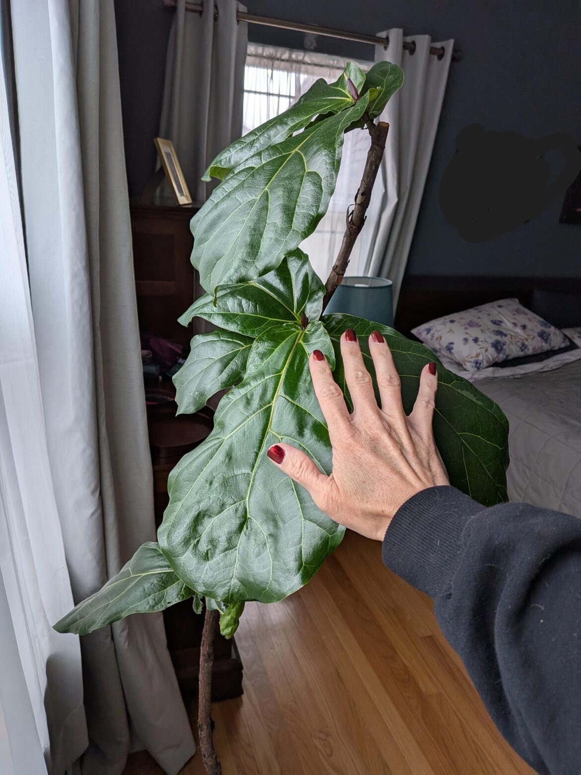 Rescued FLF update! Rescued FLF update!