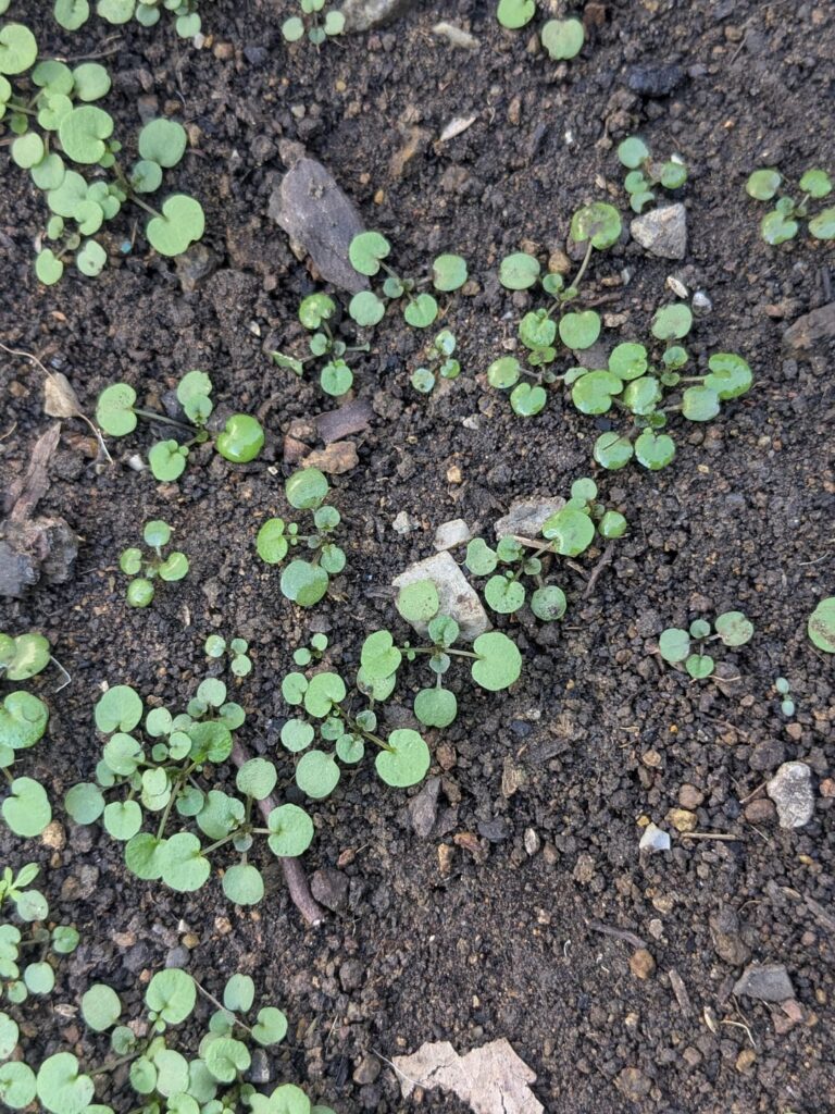 UPDATE: Probably not Dichondra and probably a shit tonne of Flickweed