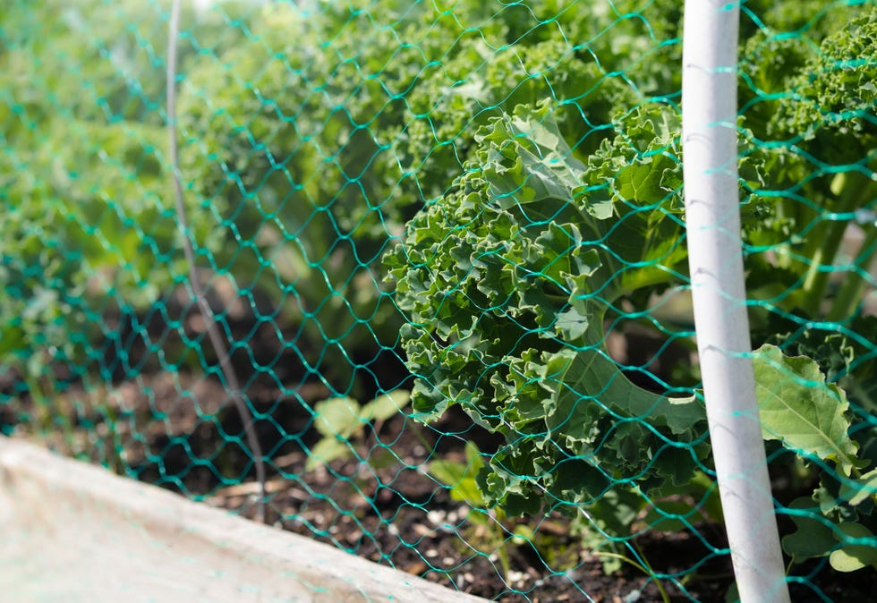 brassica vegetables with under mesh as protection from garden pests