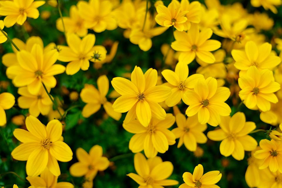 abundant yellow coreopsis meadow in bloom