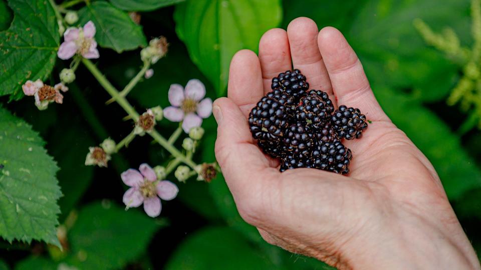 Self picking the wild blackberry in the forest, A man holding ripe blackberries in hand, Health benefits of berries, Rubus is a large and diverse genus of flowering plants in the rose family Rosaceae.