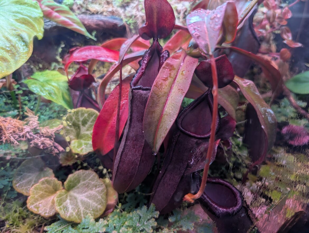 Why did the newest trap (left) come out like this?