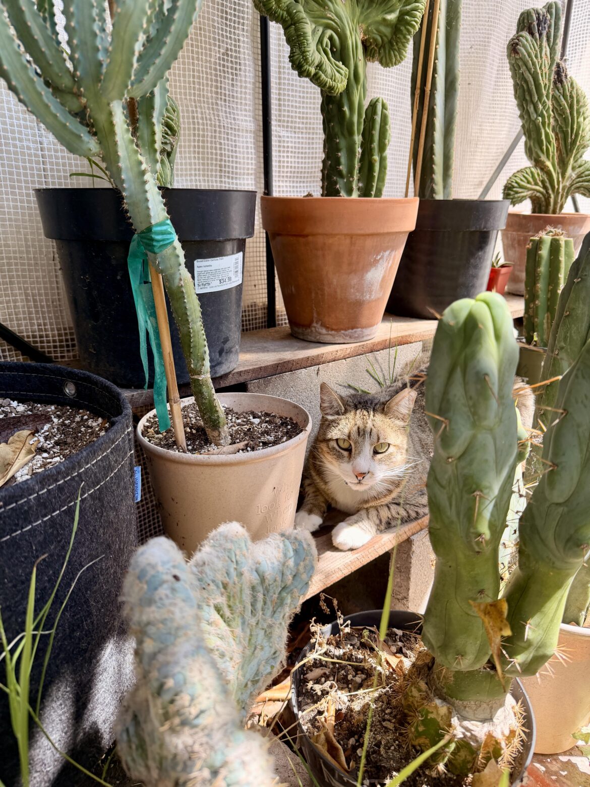 Cactus cat